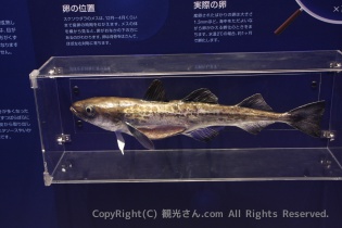 スケソウダラの生態