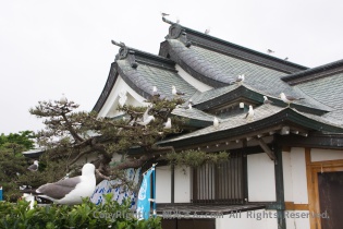 屋根も占拠