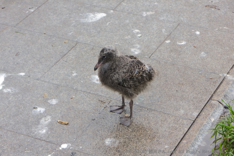 中途半端