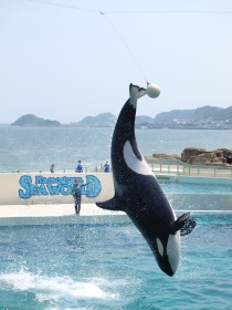 シャチのショー１