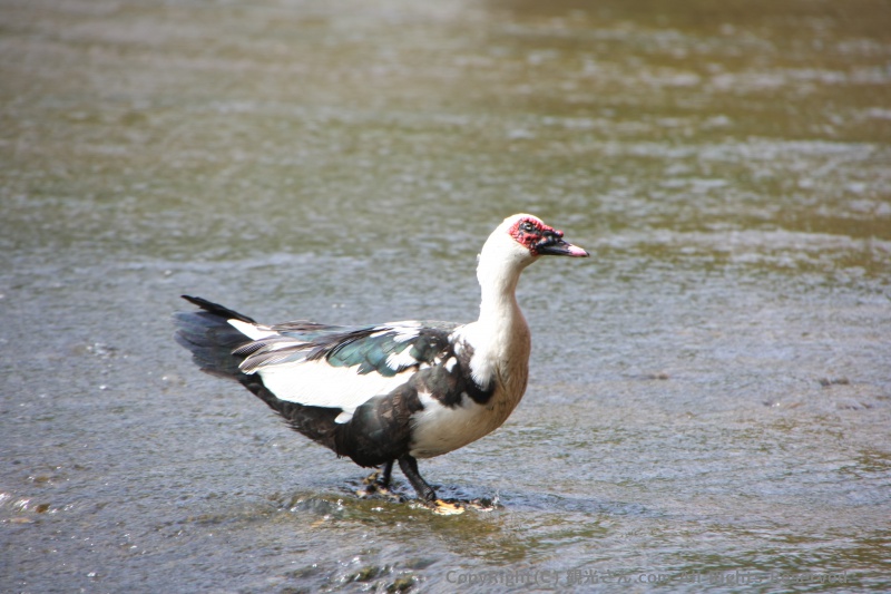謎の鳥
