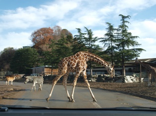 横断中