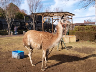 ラマ