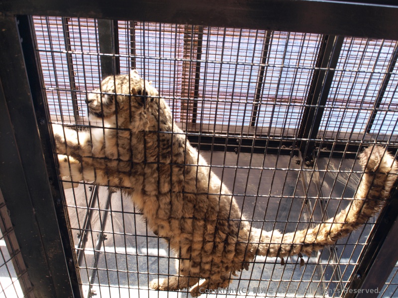 ユキヒョウ
