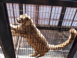 ユキヒョウ