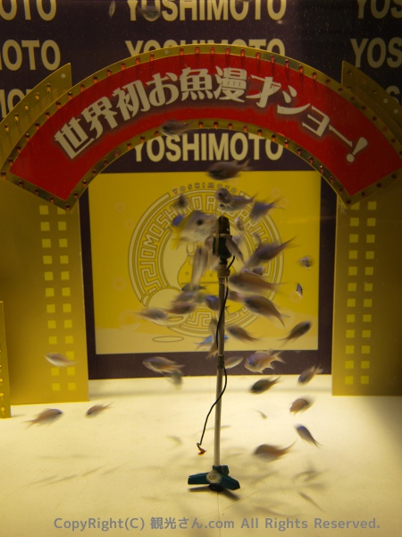 お魚漫才ショー！