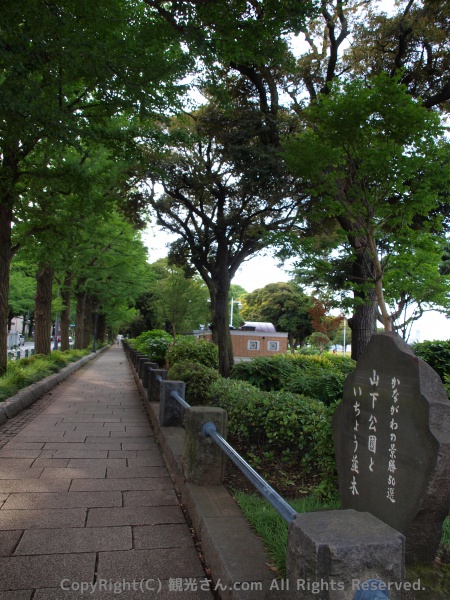 山下公園といちょう並木