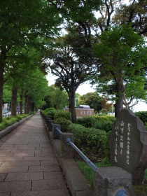 山下公園といちょう並木