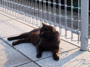 あ、ねこ。