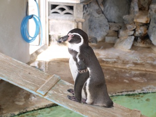 ペンギン
