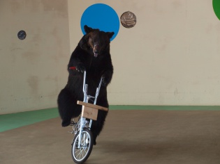 クマノショー