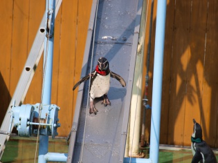 ペンギンショー