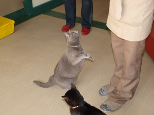 にゃんこハウス