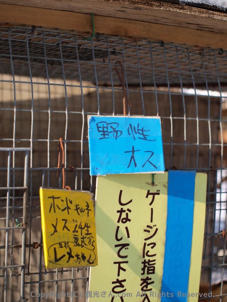 野生？のホンドキツネ