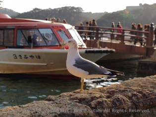 カモメ