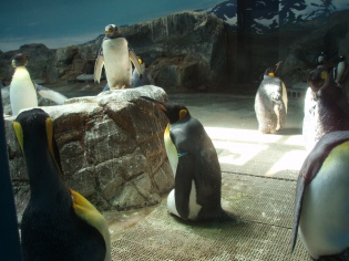 キングペンギン