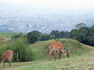 若草山山頂