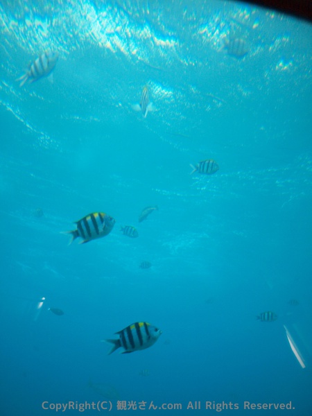 ブセナ海中公園