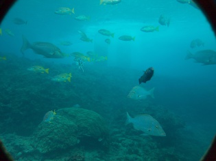 野生の魚
