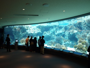 サンゴ礁の水槽