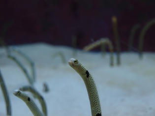 チンアナゴ