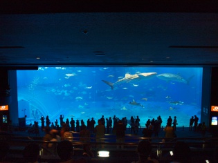 美ら海水族館メインの大水槽