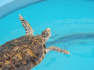 ウミガメ