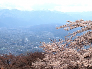 桜まつり３
