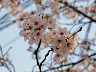 4月なので