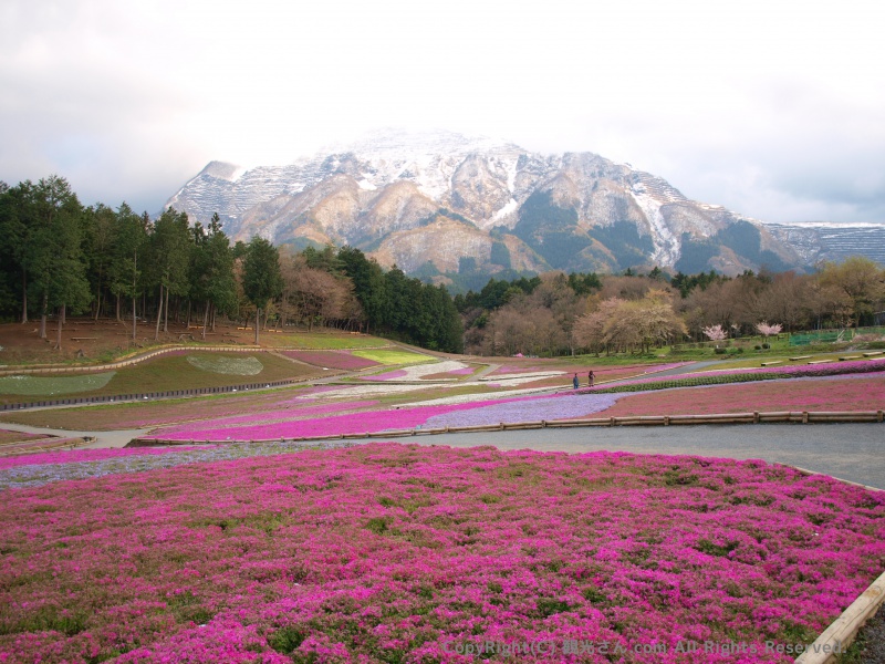 芝桜まつり