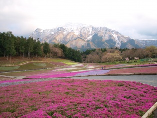 芝桜まつり