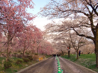 桜満開！！