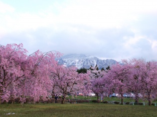 桜と武甲山