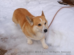 番犬？