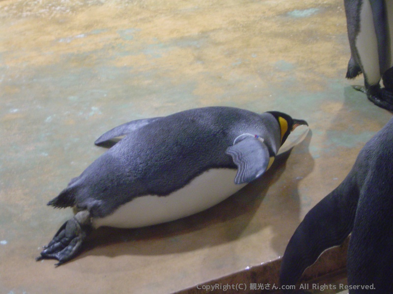 キングペンギン 