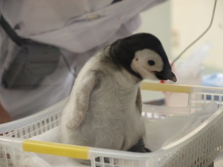 エンペラー（コウテイ）ペンギンの赤ちゃん