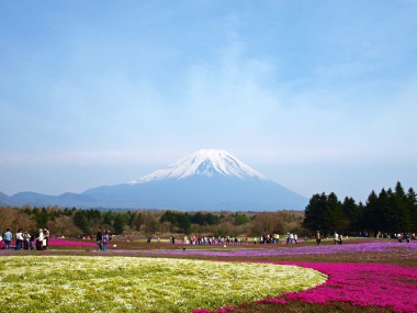 富士芝桜まつり
