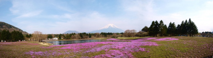 富士芝桜まつり
